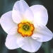 Division 3 Short cup daffodil - Merlin