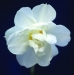 Division 4 Double daffodil - Daphne