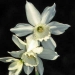 Division 5 Triandrus daffodil - Thalia