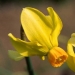 Division 6 Cyclamineus daffodil - Itzim