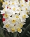 Division 8 Tazetta daffodil - Avalanche