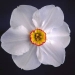 Division 9 Poeticus daffodil - Actea