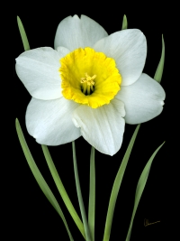 Single White Daffodil on Black Background