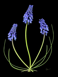 Grape Muscari