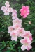 Conversation Piece Azalea