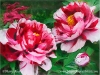 Fire Flame Peony