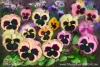 Pansy Field