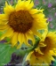 Sunflowers with Asters