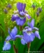 Siberian Iris Trio