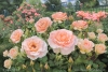 Peggy's Rose Garden