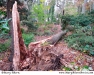 Oak tree lost in battle with Hurricane Sandy