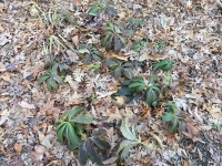 February Hellebore Patch