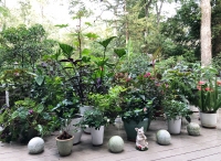 Some Plants in my Deck Garden