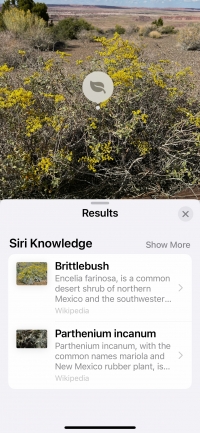 New Mexico Plant ID-Brittlebush