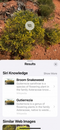 Sedona Plant ID-Broom Snakeweed