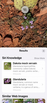 Sedona Plant ID-Dakota mock vervain