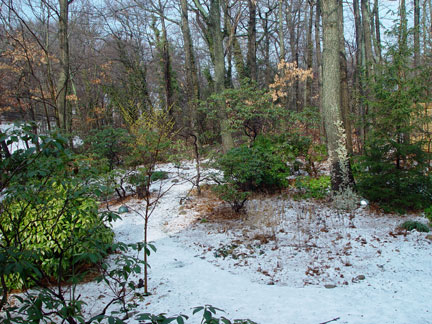 Hamemelis x intermedia ‘Arnold Promise’ lighting up my late winter garden.