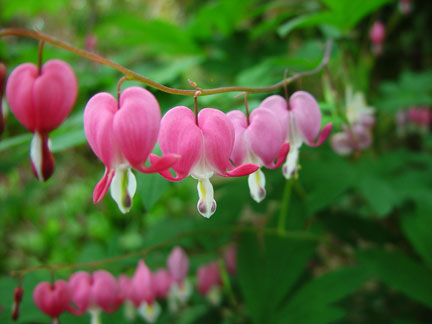 Dicentra spectabilis otherwise known as Bleeding Heart