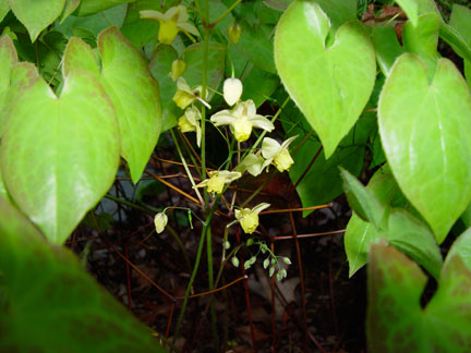 Epimedium x versicolor ‘Sulphureum’ hiding in the dark in the garden of the Artist, Mary Ahern