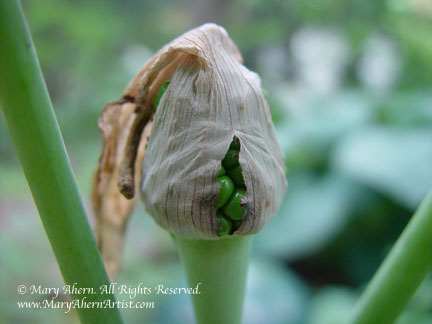 Allium bulgaricum breaking through the tunicate. In the garden that inspires the artist, Mary Ahern