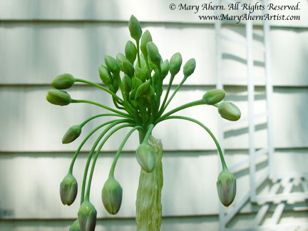 Allium bulgaricum stretching it’s wings in the garden that inspires the artist, Mary Ahern.