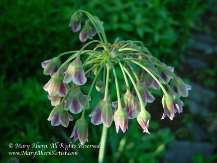 Allium bulgaricum in full bloom in the garden that inspires the artist, Mary Ahern