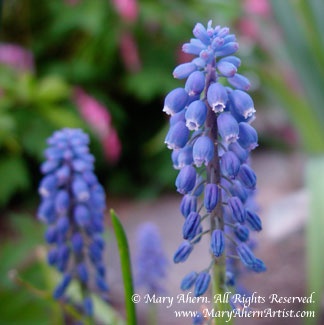 Muscari armeniacum in the garden of the Artist, Mary Ahern