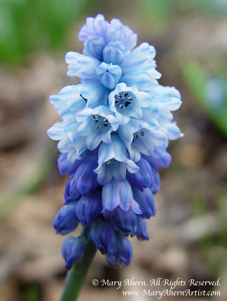Muscari azureum from the garden of the Artist, Mary Ahern.