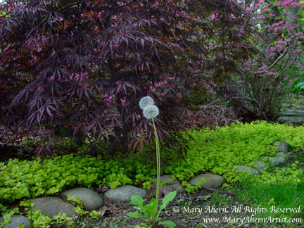 Lysimachia nummularia ‘Aurea’ or commonly known as Creeping Jenny with dandelion in the garden of the Artist, Mary Ahern.