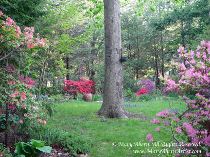 Oak Tree focal point as you emerge from the mountain laurel path from the garden of the Artist, Mary Ahern.