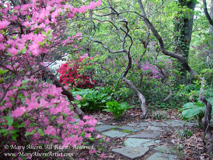Bluestone path under the mountain laurels in the garden of the Artist, Mary Ahern