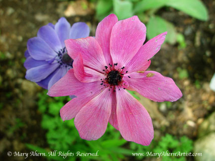Anemone coronaria Anemone coronaria in the garden of the Artist, Mary Ahern.