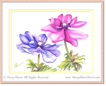 Anemone coronaria Anemone coronaria in a Watercolor Painting by the Artist, Mary Ahern.