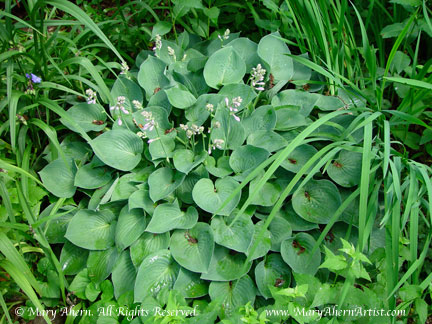 Hosta ‘Blue Cadet’ in June in the garden of the Artist, Mary Ahern.