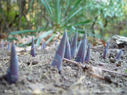 Hosta 'Krossa Regal' emerging in April in the garden of the Artist, Mary Ahern.