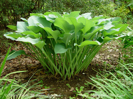 The distinctive vase shape of the Hosta ‘Krossa Regal’ in the garden of the Artist, Mary Ahern.