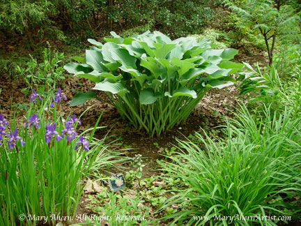 Hosta ‘Krossa Regal’ in the perennial garden of the Artist, Mary Ahern.