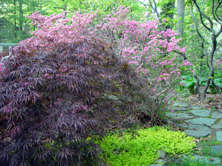 Japanese Maple in the garden of the Artist, Mary Ahern.