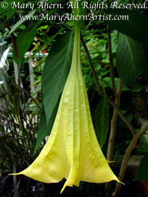 Single Brugmansia Bloom