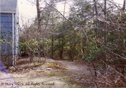 The original rear garden in February 1989