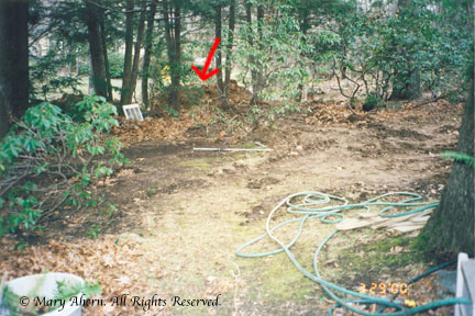 The red arrow marks some of the berm we had built as a buffer to the street