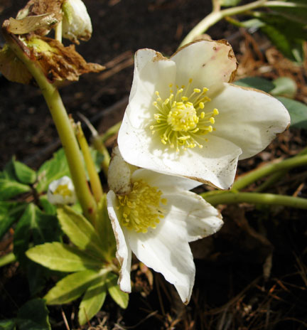 Hellebore niger were in bloom as were the less showy Hellebore foetidus