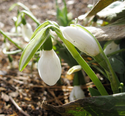 Snowdrops are put on this planet to bring a smile to your face in winter
