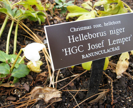 In my own garden I have many cultivars of Hellebore but no Christmas roses