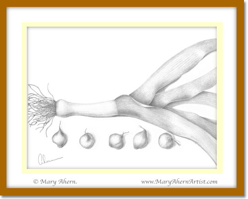 "Leeks and Pearl Onions" a graphite drawing by the Artist Mary Ahern