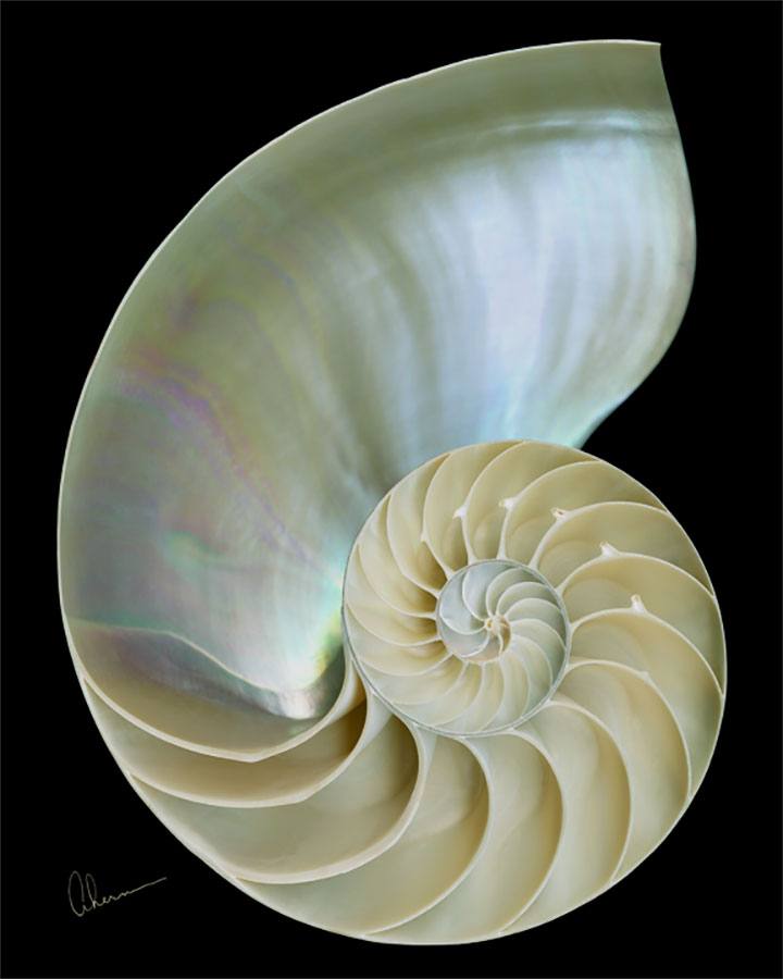 Nautilus Shell-Designer Print