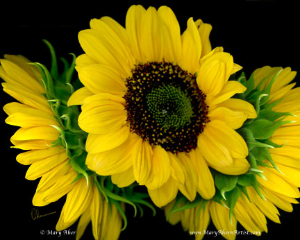 Triple Sunflower on Black Background