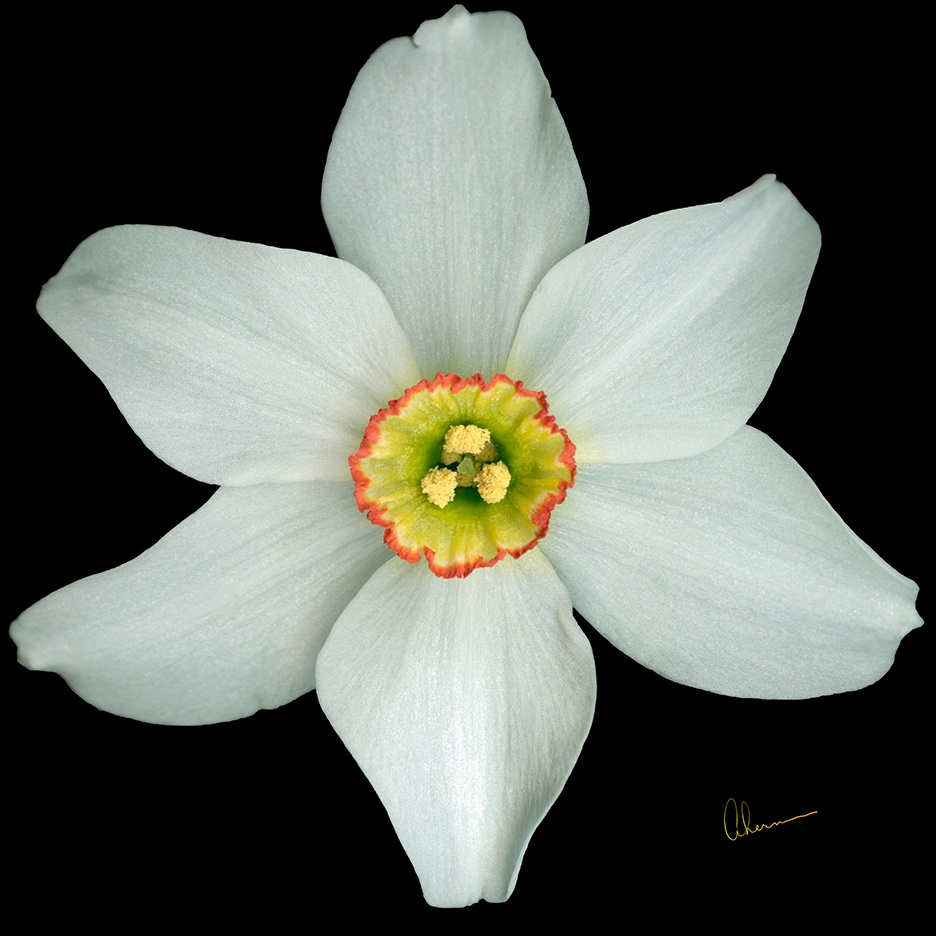 White Poeticus Daffodil Squared