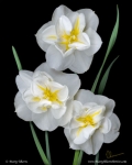 White Daffodil Trio