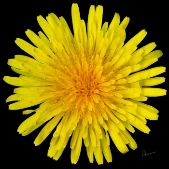 Dandelion Flower Squared